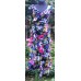 Inara floral